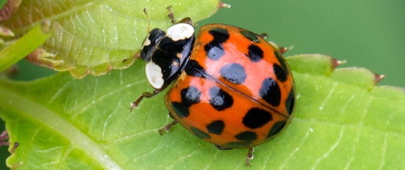 Potencjalne zyski z franczyzy Biedronki