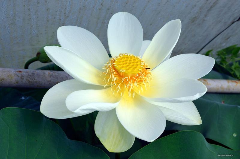 Jakie zarobki oferuje praca na stacji paliw Lotos?