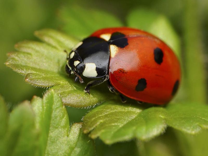 Jakie zyski można osiągnąć, inwestując w franczyzę Biedronki?