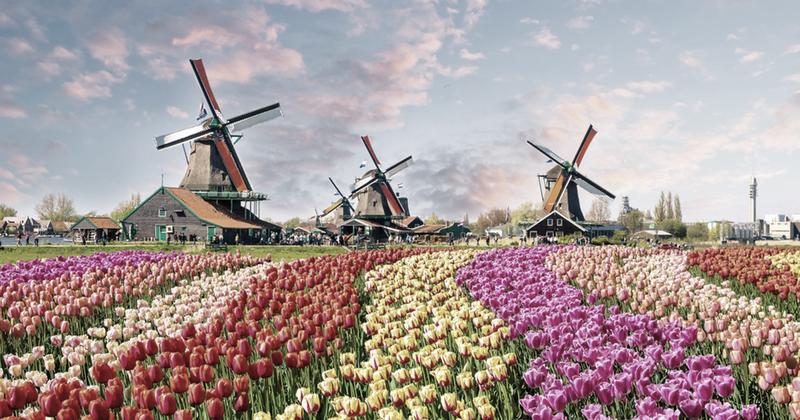 Tulipany w Holandii