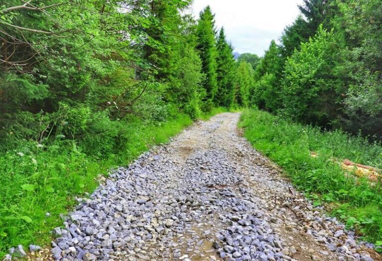 Sekrety lasu: inspiracje do pracy plastycznej z jego bogactwa